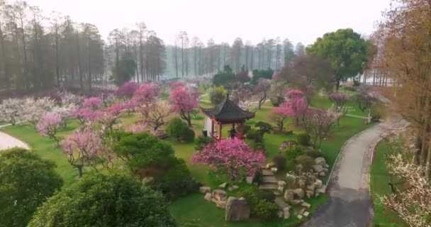 Plum Blossoms Bloom Spring Wuhan East Lake Plum Garden — Video Stock