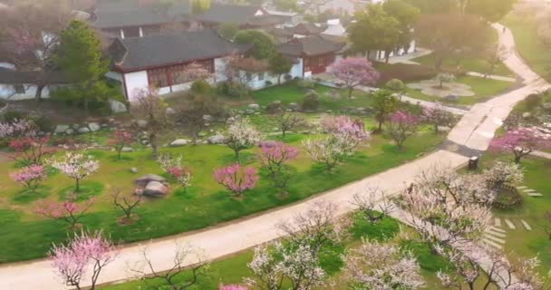 Plum Blossoms Bloom Spring Wuhan East Lake Plum Garden — Stock video