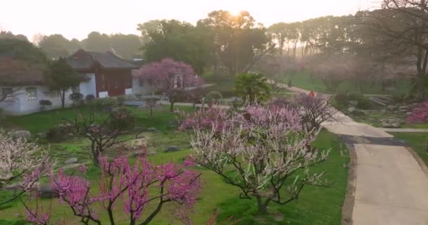 Весной Цветут Сливы Саду Сливы Восточного Озера Ухань — стоковое видео