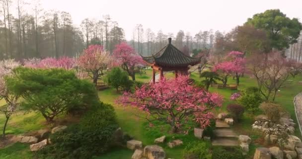 Szilvavirág Virul Tavasszal Wuhan East Lake Plum Garden Ben — Stock videók