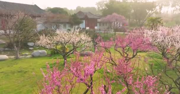 Flores Ameixa Florescem Primavera Wuhan East Lake Plum Garden — Vídeo de Stock