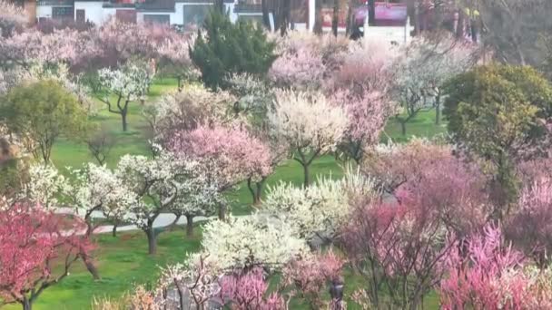 Plum Blossoms Bloom Spring Wuhan East Lake Plum Garden — Stock Video