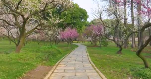 Pruimenbloesems Bloeien Het Voorjaar Wuhan East Lake Plum Garden — Stockvideo