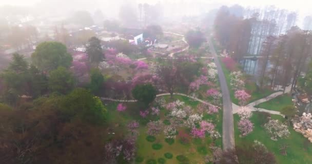 Fleurs Prunier Fleurissent Printemps Dans Wuhan East Lake Plum Garden — Video