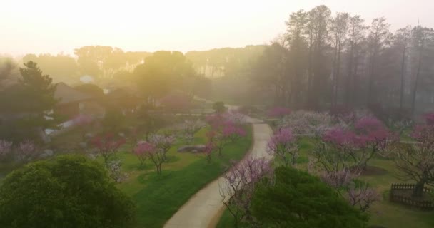 Plum Blossoms Bloom Spring Wuhan East Lake Plum Garden — Stockvideo