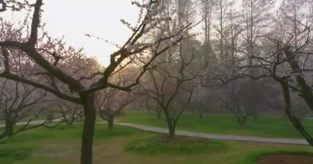 Весной Цветут Сливы Саду Сливы Восточного Озера Ухань — стоковое видео