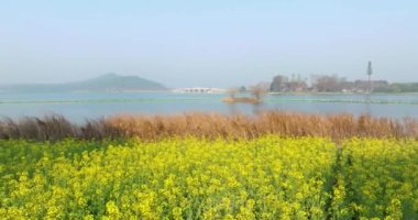 Wuhan Doğu Gölü Wanguo Park Kolza Denizi