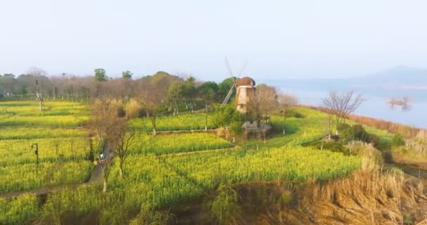 武汉东湖万国公园油菜海 — 图库视频影像