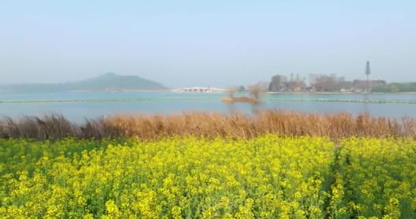 Wuhan East Lake Wanguo Park Mar Colza — Vídeos de Stock