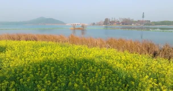 Wuhan East Lake Wanguo Park Řepkové Moře — Stock video