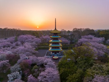 Wuhan Doğu Gölü Dağları Kiraz Çiçeği Bahçesi Bahar Manzarası