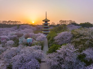 Wuhan Doğu Gölü Dağları Kiraz Çiçeği Bahçesi Bahar Manzarası