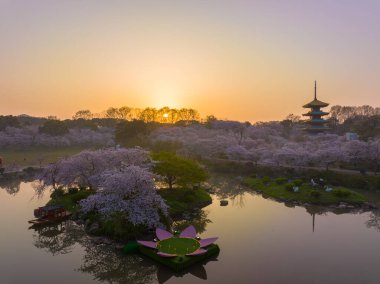 Wuhan Doğu Gölü Dağları Kiraz Çiçeği Bahçesi Bahar Manzarası