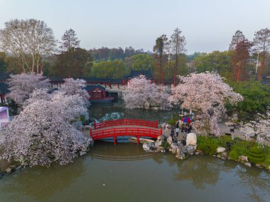 Wuhan Doğu Gölü Dağları Kiraz Çiçeği Bahçesi Bahar Manzarası