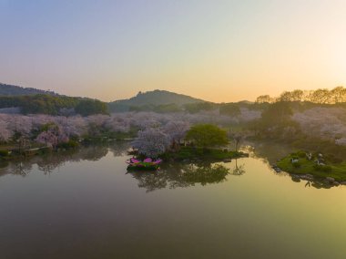 Wuhan Doğu Gölü Dağları Kiraz Çiçeği Bahçesi Bahar Manzarası