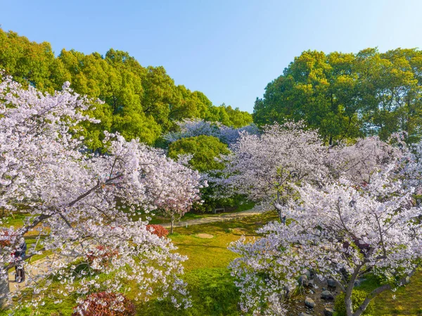 Wuhan East Lake Cherry Flower Garden Spring Scenery — 스톡 사진