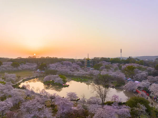 Wuhan East Lake Montagne Cerisier Fleur Jardin Printemps Paysage — Photo