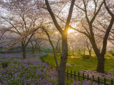 Wuhan Doğu Gölü Dağları Kiraz Çiçeği Bahçesi Bahar Manzarası
