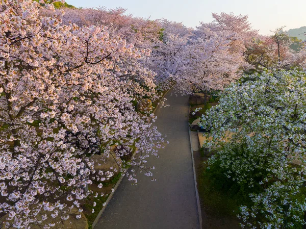 Wuhan East Lake Mountain Cherry Blomma Trädgård Våren Landskap — Stockfoto