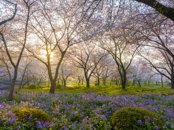 武漢東湖山桜園春の風景 — ストック写真