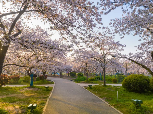 Wuhan East Lake Mountain Cherry Blossom Garden Spring Scenery — Stock Photo, Image