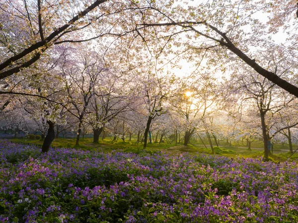 Wuhan East Lake Montagne Cerisier Fleur Jardin Printemps Paysage — Photo