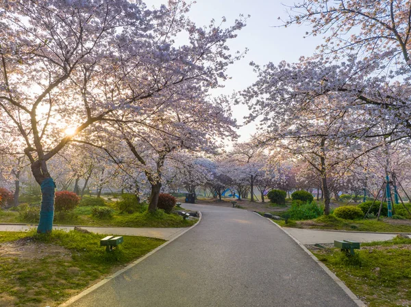 Wuhan Doğu Gölü Dağları Kiraz Çiçeği Bahçesi Bahar Manzarası — Stok fotoğraf