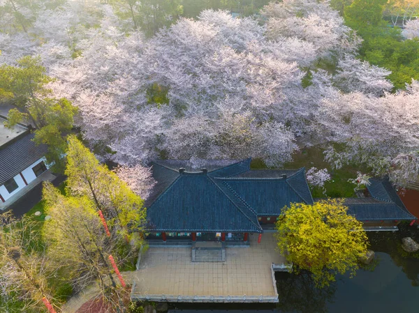 Wuhan East Lake Cherry Flower Garden Spring Scenery — 스톡 사진