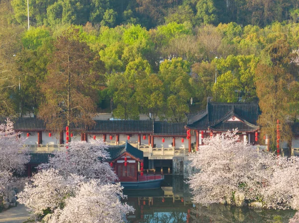 Wuhan East Lake Mountain Kersenbloesem Tuin Voorjaarslandschap — Stockfoto