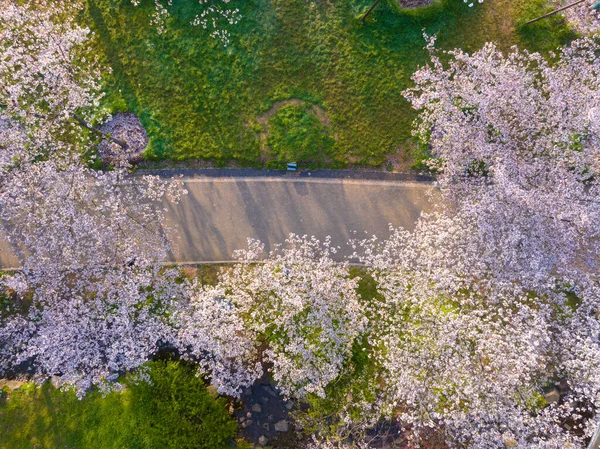 Wuhan East Lake Mountain Cherry Lossom Garden Spring Scenery — стокове фото