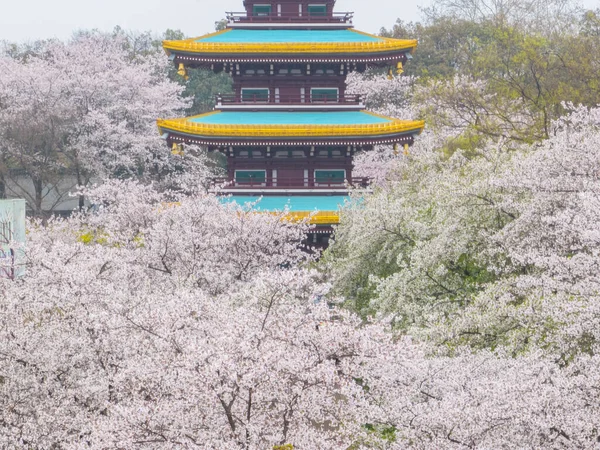 Wuhan East Lake Mountain Jardín Flores Cerezo Paisajes Primavera — Foto de Stock