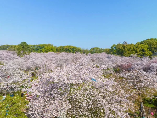 Wuhan East Lake Mountain Cherry Blomma Trädgård Våren Landskap — Stockfoto