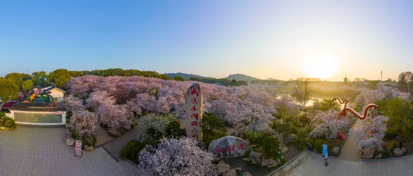 Wuhan East Lake Mountain Άνθη Κερασιάς Κήπος Άνοιξη Τοπίο — Φωτογραφία Αρχείου