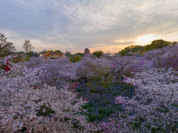 Wuhan East Lake Mushan Cherry Blossom Garden Nattlandskap — Stockfoto