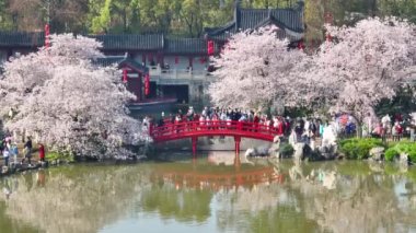 Wuhan Doğu Gölü Kiraz Çiçeği Bahçesi Bahar Sahnesi