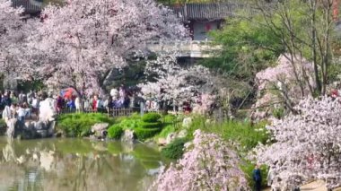 Wuhan Doğu Gölü Kiraz Çiçeği Bahçesi Bahar Sahnesi
