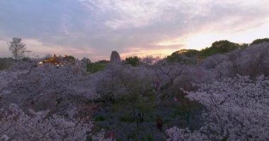 Wuhan Doğu Gölü Kiraz Çiçeği Bahçesi Bahar Sahnesi