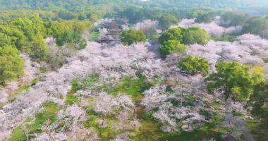 Wuhan Doğu Gölü Kiraz Çiçeği Bahçesi Bahar Sahnesi