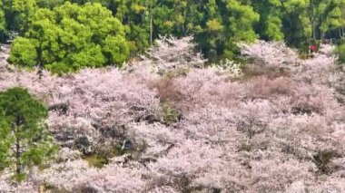 Wuhan Doğu Gölü Kiraz Çiçeği Bahçesi Bahar Sahnesi