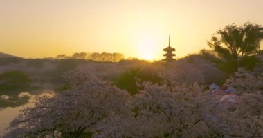 Wuhan Doğu Gölü Kiraz Çiçeği Bahçesi Bahar Sahnesi
