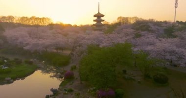 Wuhan Doğu Gölü Kiraz Çiçeği Bahçesi Bahar Sahnesi