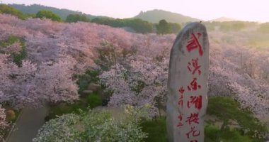 Wuhan Doğu Gölü Kiraz Çiçeği Bahçesi Bahar Sahnesi