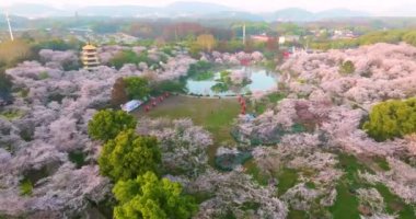 Wuhan Doğu Gölü Kiraz Çiçeği Bahçesi Bahar Sahnesi