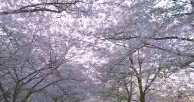 Wuhan Doğu Gölü Kiraz Çiçeği Bahçesi Bahar Sahnesi