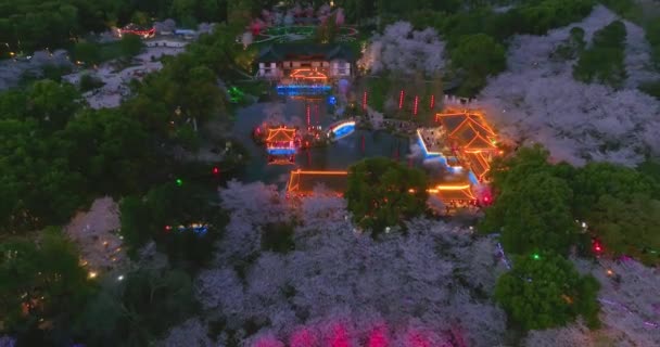 Wuhan East Lake Cherry Mekar Garden Spring Scenery — Stok Video