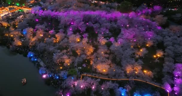 Wuhan Ανατολή Λίμνη Άνθη Κερασιάς Κήπος Άνοιξη Τοπίο — Αρχείο Βίντεο