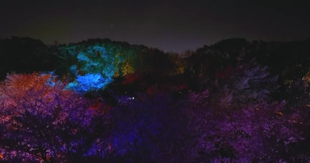 Wuhan Doğu Gölü Kiraz Çiçeği Bahçesi Bahar Sahnesi — Stok video