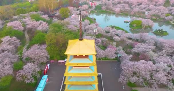 Wuhan East Lake Kirschblüte Garten Frühling Landschaft — Stockvideo