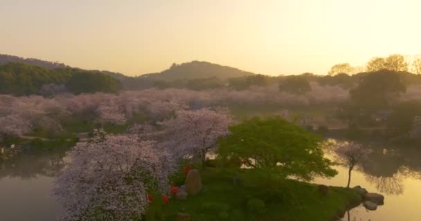 Wuhan East Lake Cerisier Fleur Jardin Printemps Paysage — Video