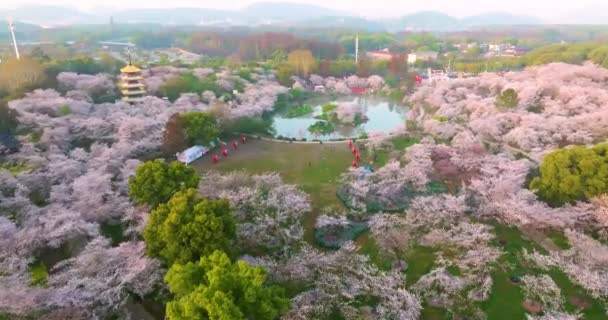 Wuhan East Lake Cherry Blossom Garden Vårens Landskap — Stockvideo